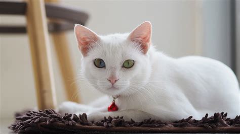 Khao Manee (Diamond Eye Cat): Info, Pictures, Characteristics.